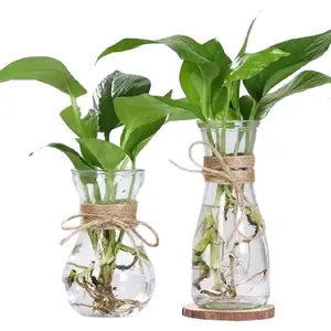 (BISA COD) Tanaman Hias Air Sirigading Hijau Bisa Hidup Di Air