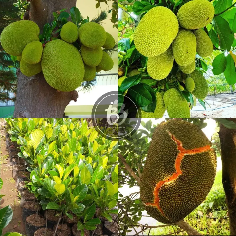 BIBIT TANAMAN NANGKA MERAH DAN MADU SUPER ARTIFICIAL