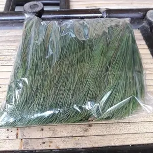 HAFIKA DAUN PINUS SEGAR FRESH