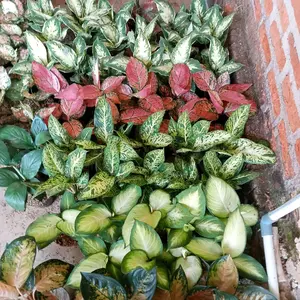 ALAT CO PAKET AGLONEMA 100 (DI KIRIM SESUI LIVE)