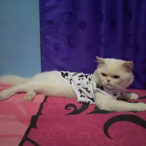 baju kucing anjing kelinci monyet lucu murah motif tulang