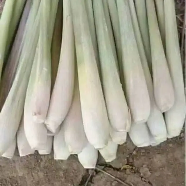 Sereh Bumbu Dapur Obat Herbal Berat 1kg Bahan Rempah Penyedap Masakan