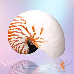 Kerang Cukli,lungsir natural original buat koleksi dan dekorasi