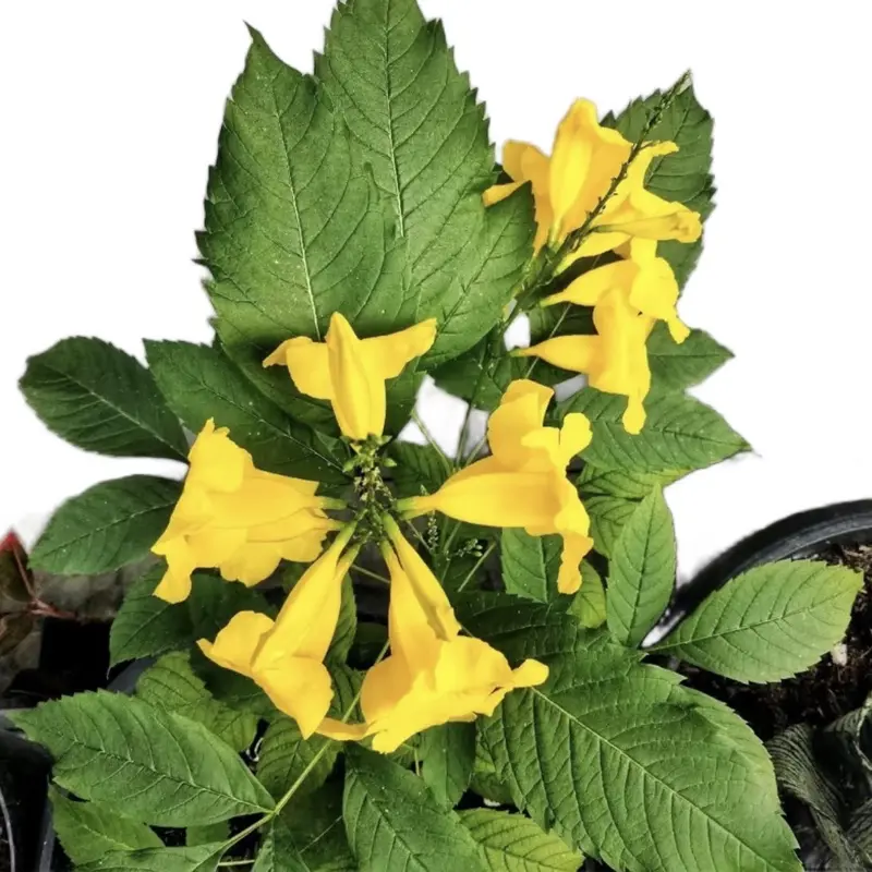Bunga Tekomaria Kuning - artificial bunga Tekomaria kuning bunga kuning
