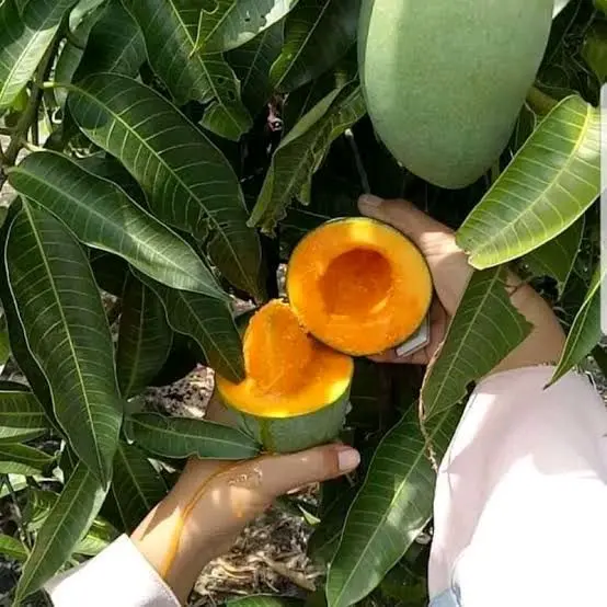 Bibit Tanaman Mangga Golek Stek