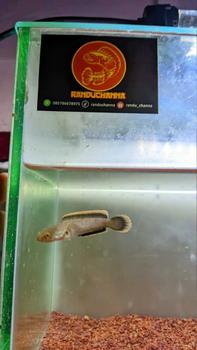 Product Review of alat sticker Limbata rim tebal from #**a 2