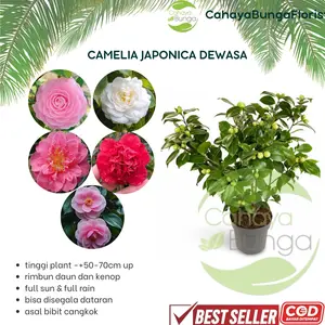 Bunga Camellia Japonica - Size Dewasa - ready stok - berbagai warna - Camellia Rimbun - Best seller