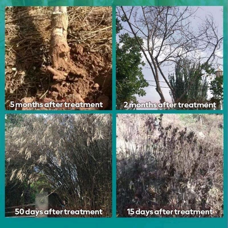 ( Beli 1 Gratis 1 ) KILL TREE Herbisida Biologis Pembasmi Rumput Terampuh - Herbisida Biologis Kill Tree Daun 5