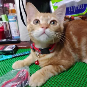 FOLOPETS Kalung Kucing Kalung Anjing Reflektif Dapat Disesuaikan Lonceng Aksesoris Hewan Peliharaan anjing & kucing sedang anjing & kucing merah mawar tas kucing bulu cat  toys  cats