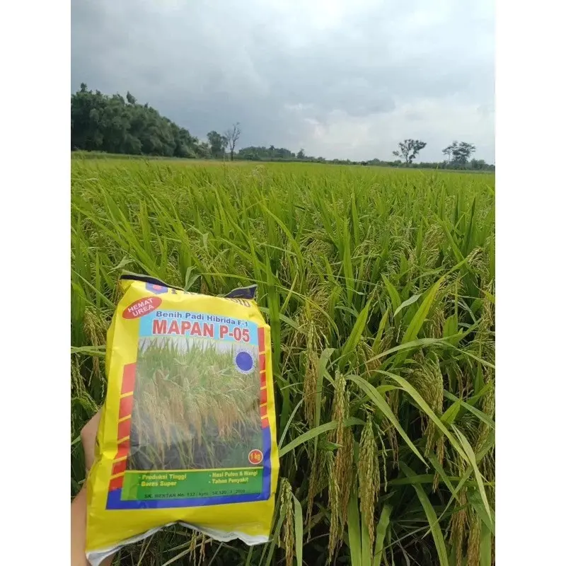 JUAL BENIH PADI HIBRIDA PRIMASID MAPAN 05 1Kg 5