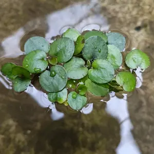 Amazone Forgbit Tanaman Air Hijau Segar untuk Dekorasi Kolam dan Taman