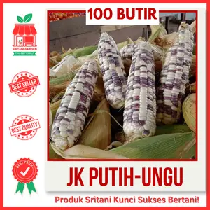 100 BIJI - BENIH JAGUNG KETAN PUTIH UNGU PULEN UNGGUL PILIHAN