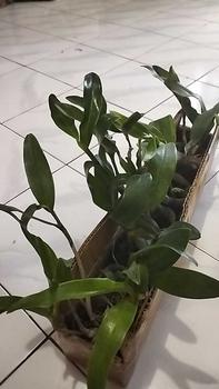Product Review of RIEKE ARTIFICIAL PLANT ANGREK CATTY 6 PCS - KUALITAS TERJAMIN ESTETIK from t**6 0