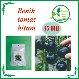 BENIH TOMAT HITAM ISI 15 BIJII