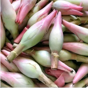 KECOMBRANG COMBRANG SEGAR BURUS Bahan Rempah Tumbuhan Bunga Tanaman