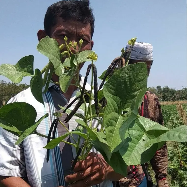 Benih Kacang Hijau VIMA-1 VIMA 1 Cap PANAH MERAH Kemasan 1 Kg
