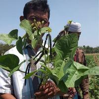 Gambar Benih Kacang Hijau VIMA-1 VIMA 1 Cap PANAH MERAH Kemasan 1 Kg dari PUROTANI.ID Kab. Purworejo 3 Tokopedia