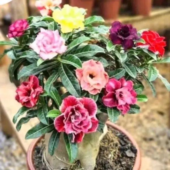 Tanaman Hias Adenium Kamboja Jepang Bunga Tumpuk Multicolour - Pilihan Warna yang Banyak - Filter