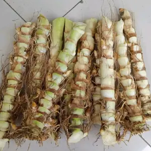 Jual stek rumput odot isi 30-50 batang kualitas terbaik isi 1kg