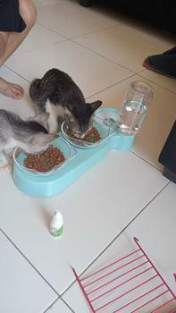 Product Review of Vitnox Vitamin Kucing Peningkat Imun Sehat Kekebalan Tubuh from t**o n**l 0