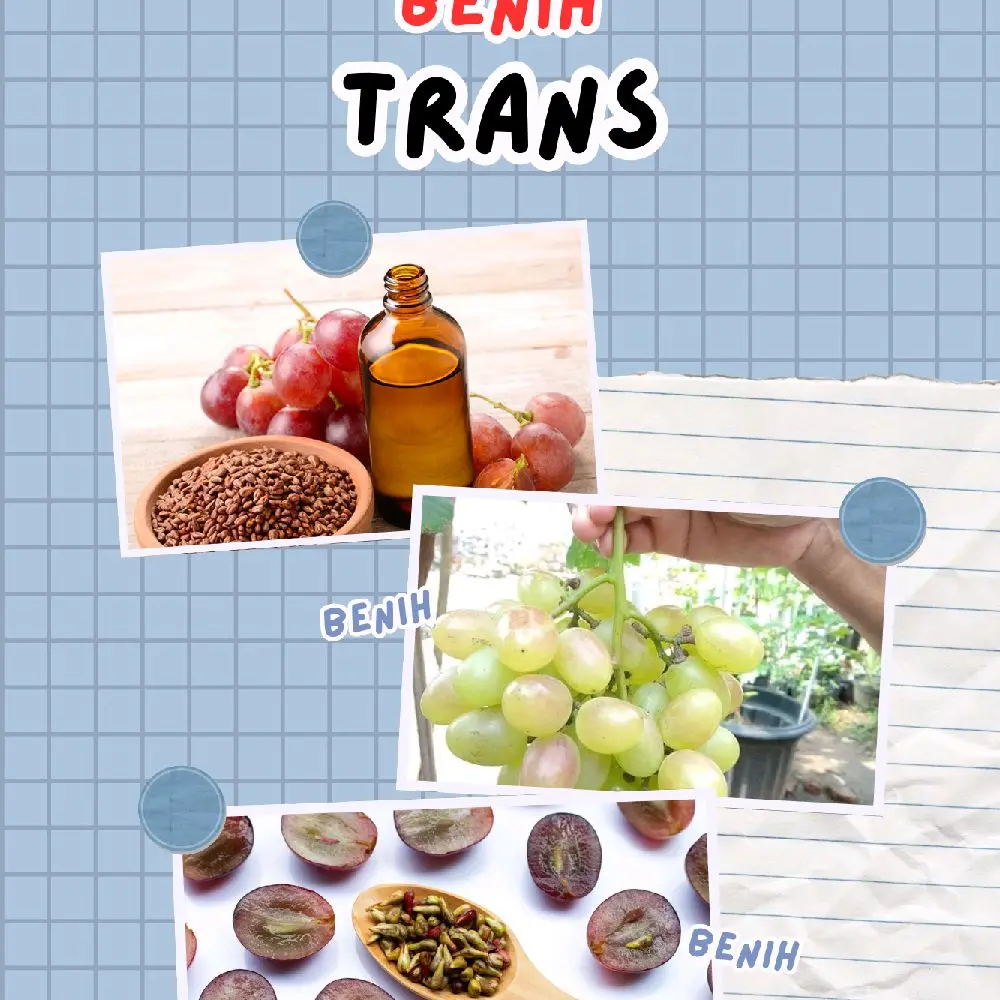 benih anggur trans di jamin valid mudah berbuah