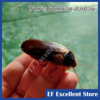 Gambar Paket Ternak Kecoa Dubia Indukan 10 ekor untuk pakan hewan reptil ikan predator dari EF Excellent Store Kab. Sidoarjo 5 Tokopedia