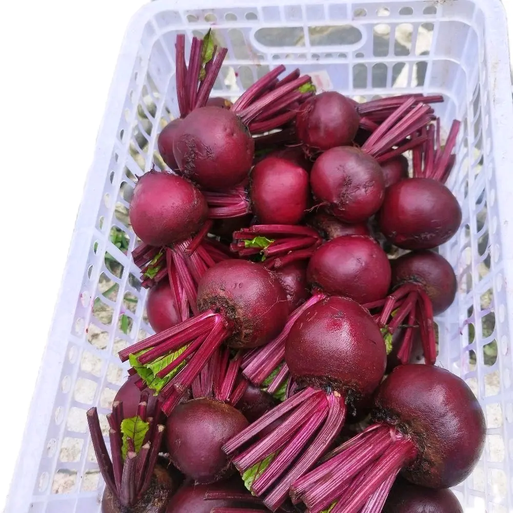 Buah bit Segar 1kg | untuk menaikkan hb darah