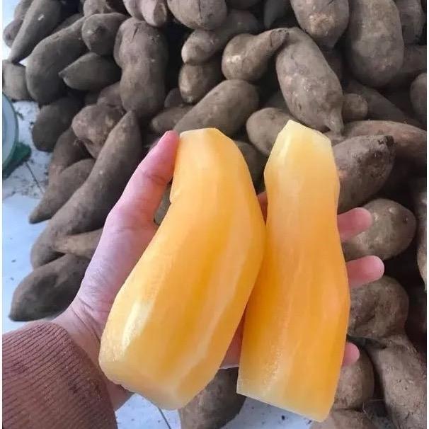 Khoai Sâm Đất Củ 3kg – Nguyên Liệu Thảo Mộc Sạch Từ Việt Nam Dùng Nấu Canh Hầm Gà