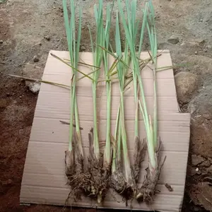 tanaman pohon sereh bibit pohon serai hidup