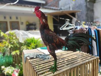 Product Review of Kemin Kaki Ayam Cakar Naga 200 ml - Formula Alami untuk Mengeringkan dan Mengkristalkan Sisik Ayam kemin  kaki from v**o 0
