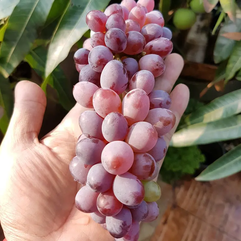 BENIH BBT ANGGUR IMPORT NINEL, JUPITER DLL  PREMIUM / BBT  ANGGUR IMPORT 5