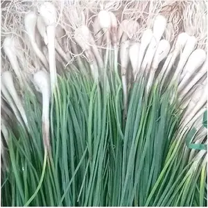 Bawang Batak Segar /Bawang Kuncai 250 gram