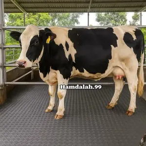 Alas kandang sapi/hewan ternak/alas serbaguna Bahan Spon Eva motif bilik (bordes) UK 230 x 130 pxl