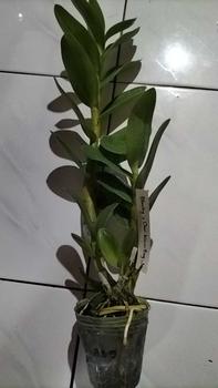 Product Review of pot plastik ANGBUL KUALITAS BAGUS dapat 3 (HKM-B/SD) from k**h 0