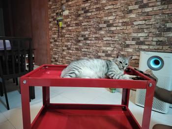 Product Review of Heavy Duty 3 Layers Service Cart Metal Steel Tool Trolley 350KG Barang Garaj Bengkel Tools Shelf Storage Tiga Tingkat Layer Shampoo Portable from M**r J**n 0