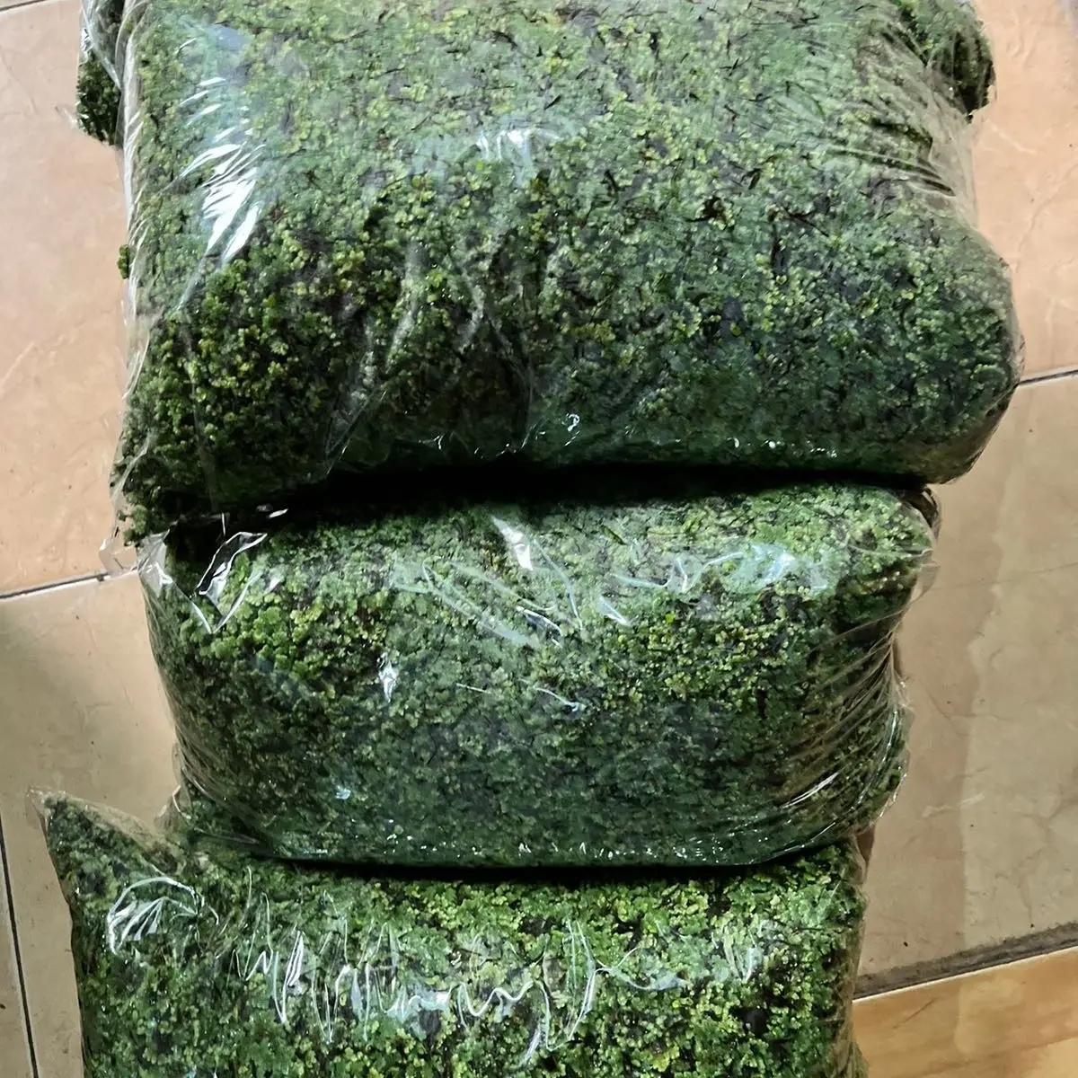 Bibit azolla dan azola 1 kilo pakan alternatif ternak dan ikan