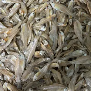 PROMO Ikan Asin Pengkah Kering Srendeng Berkualitas Tinggi untuk Masakan Tradisional