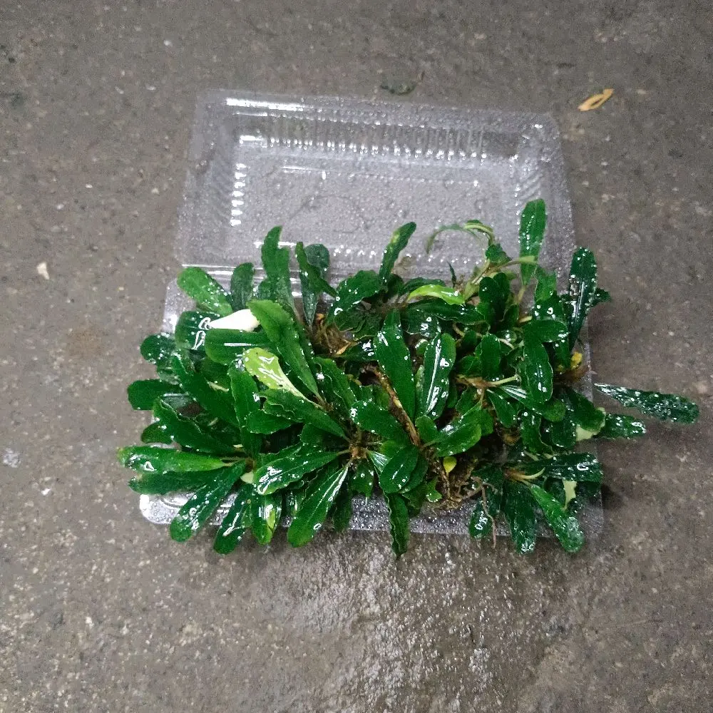 Replika buce phalandra porsi mika tanaman akuarium dekorasi aquascape