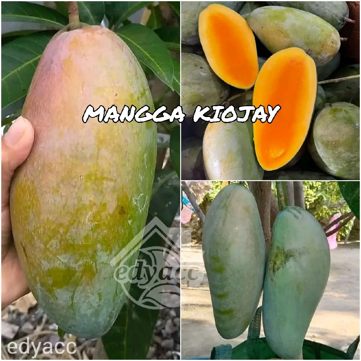 bibit MANGGA KIOJAY JUMBO, bibit sudah okulasi