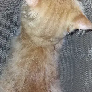 Rumah Anabul Papan Garukan Kucing Mainan Bentuk Oval - 2in1 Pet Scratcher Serbaguna - Cat Scratch Board Tebal - Cakaran Kucing - Papan Garuk Mainan Cakaran Kucing - Cat Scratcher Cakaran Tempat Tidur Kucing - Cat Toys