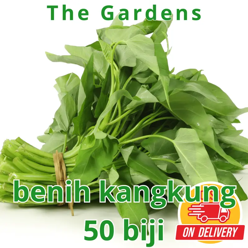 BIG SALE - 50 Bibit / benih / biji kangkung darat - kangkung bangko - bibit sayurk Pak Tani Kacang Pupuk Sawi pohon  kangkung 4