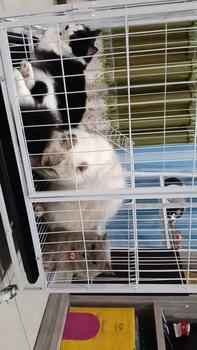 Product Review of ❤️READY STOCK❤️Cat Cage High End Solid Steel Pipe Steel Sangkar Anak Kucing with Door Ladder Wheels Large Free Space from Z**4 1