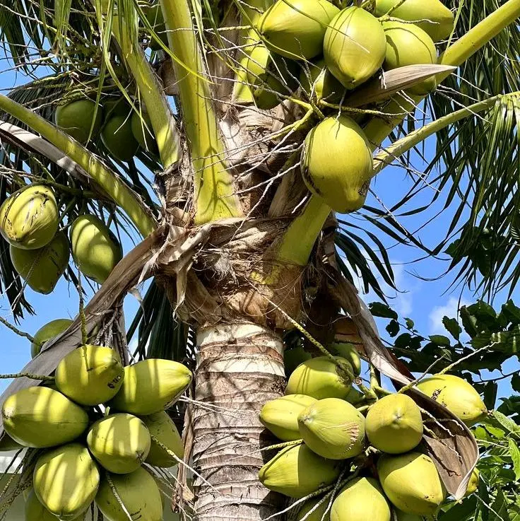 Benih kelapa kopyor cepat berbuah