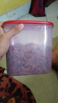 Product Review of Keripik Usus Crispy Pedas Daun Jeruk 1kg from L*** 0