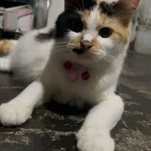 Kalung kucing 3 lonceng tali kulit korea kuat anti air warna cerah