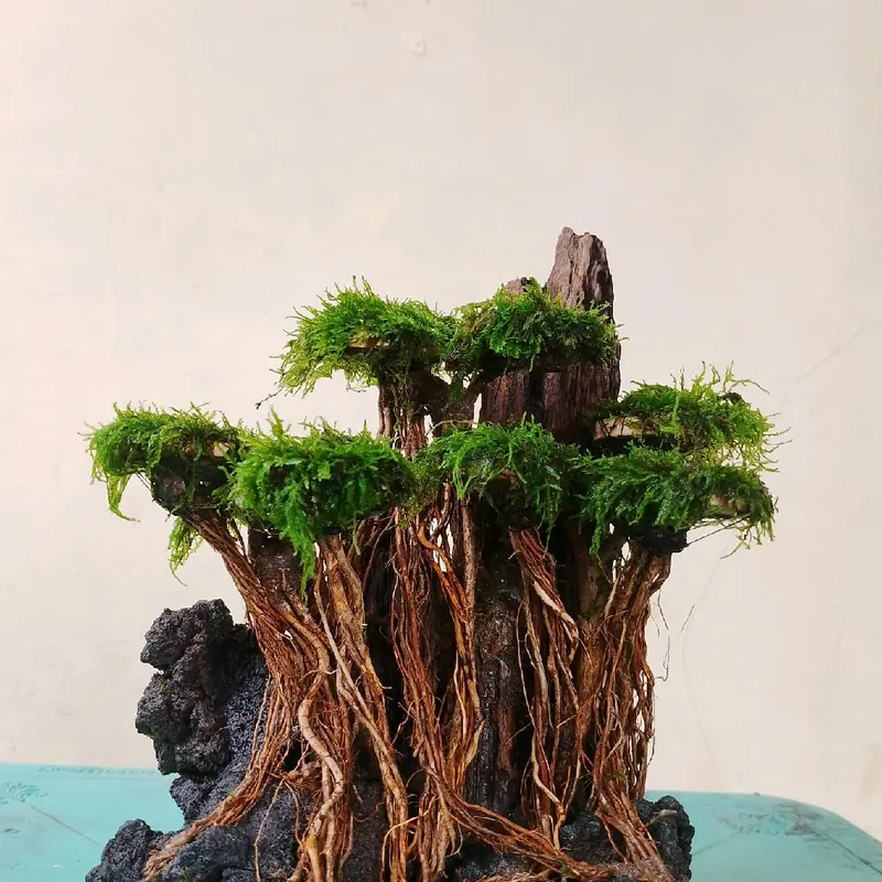 ornamen harscape aquascape hiasan aquarium 4