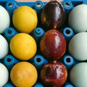 Telor asin 6 butir bakar dan pindang asli brebes telor asin Masir asli telor bebek