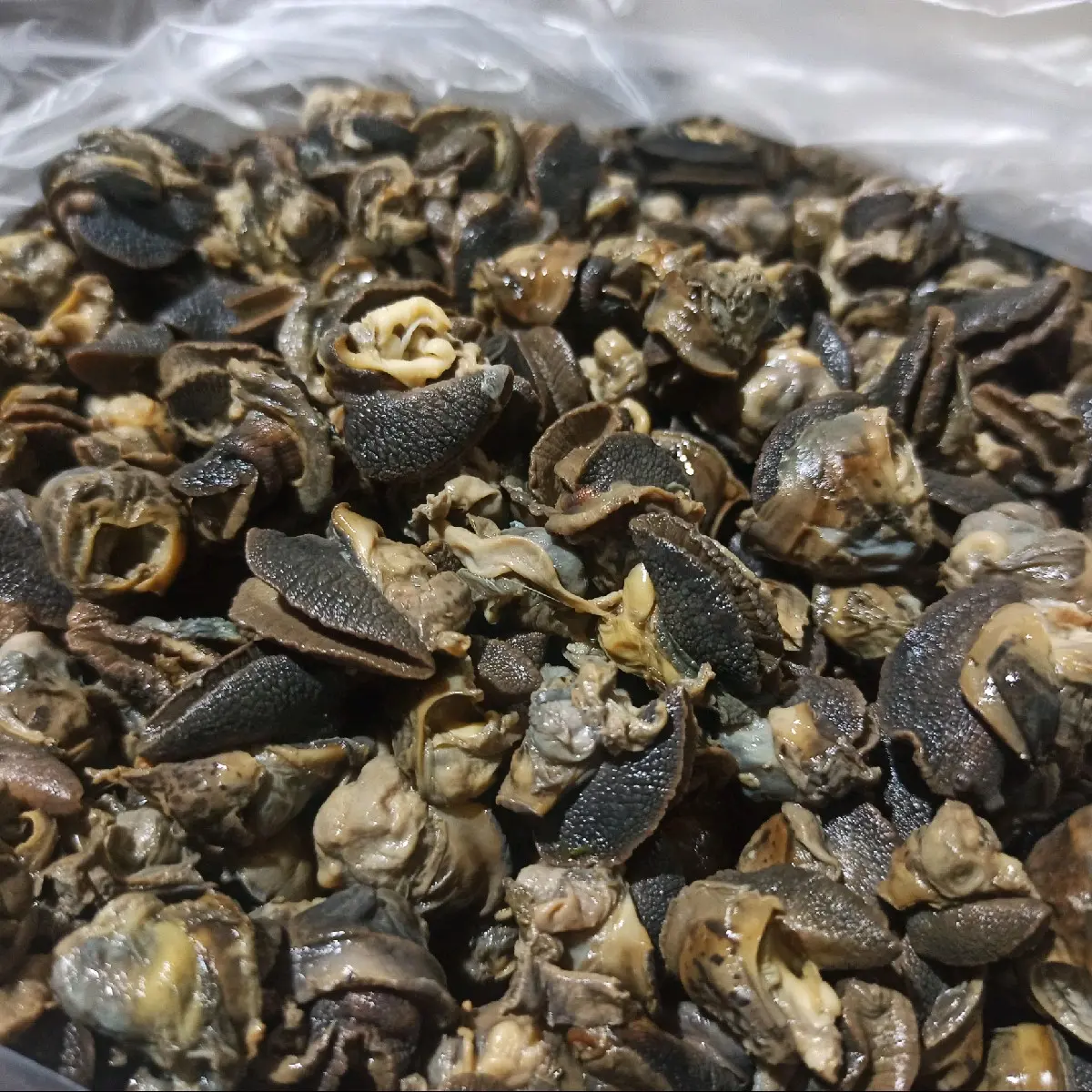 Daging bekicot mentah sudah direbus empuk sudah bersih bebas lendir siap masak