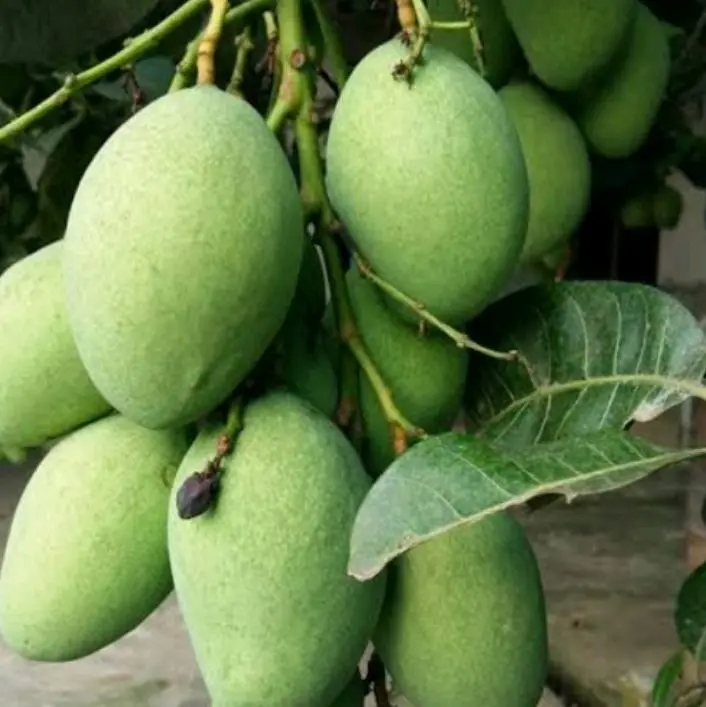 buah mangga muda rujak mangga muda mini segar dan fress enak d bikin rujak dan manisan 4