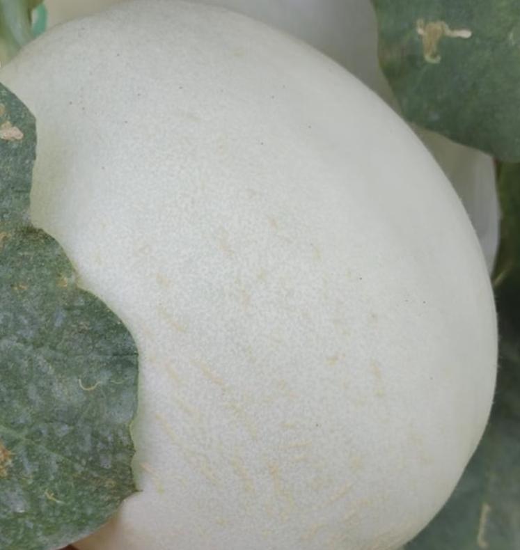 Snow milk fragrant white skin melon seed seed seed seedlings old varieties melon fruit super sweet yellow skin seed seedlings snow milk fragrant melon seed 1